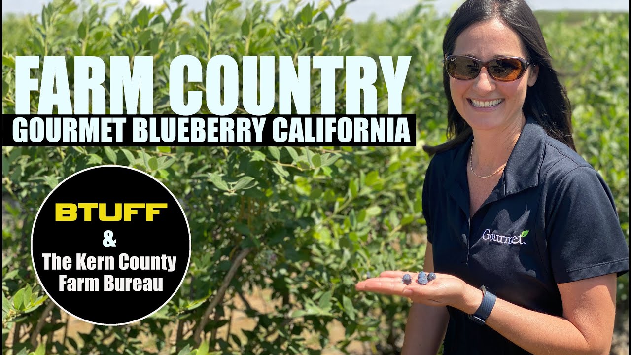 Farm Country at the Gourmet Blueberry California Farm