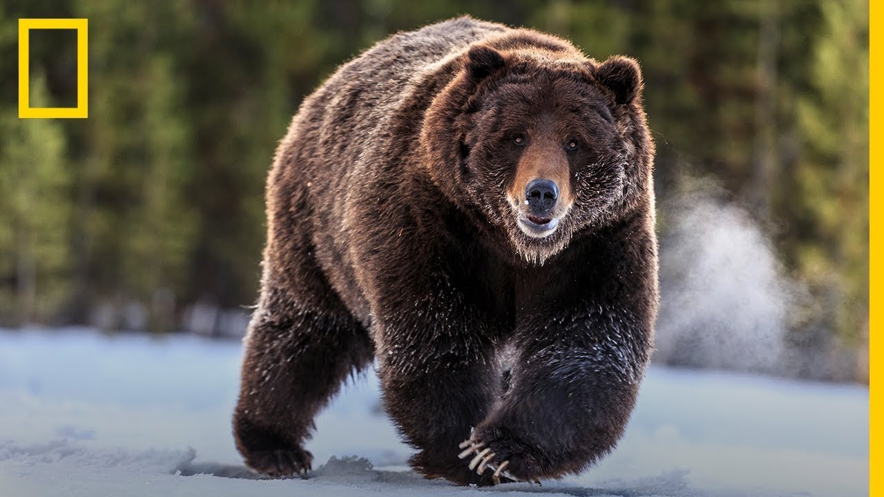 Seis fotógrafos revelan el YELLOWSTONE nunca visto | National Geographic en Español
