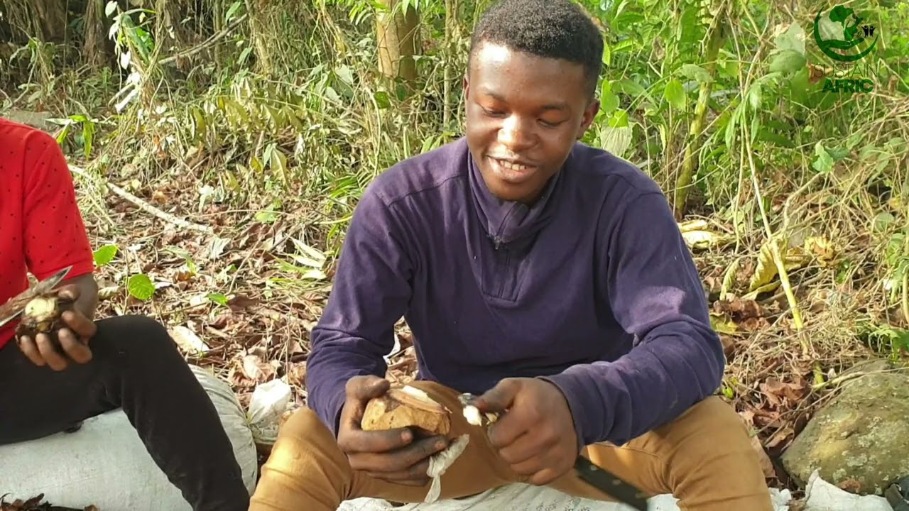 Plantain Propagation using the PIF Method.Training youths in Cameroon.Released today #trending