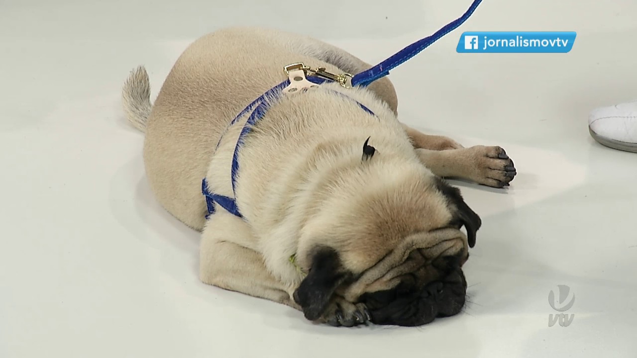 Veterin&aacute;rio fala sobre como cuidar melhor da sa&uacute;de dos animais de estima&ccedil;&atilde;o