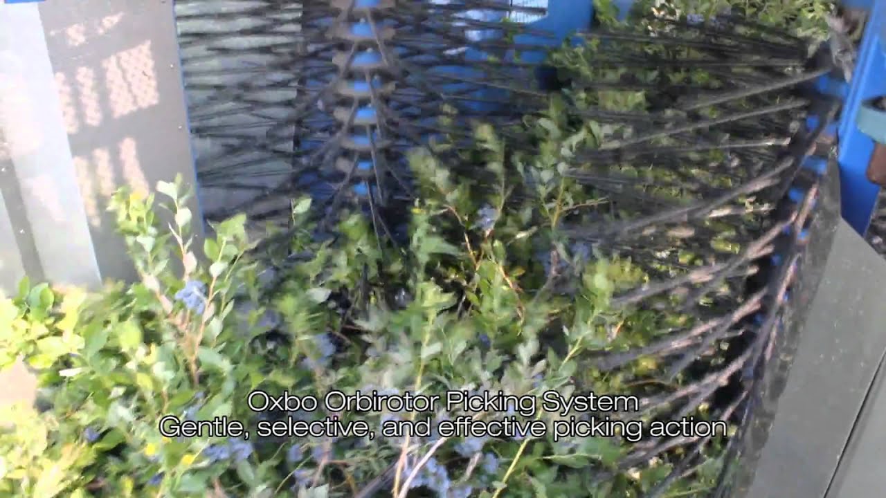 Oxbo 8000 Blueberry Harvester