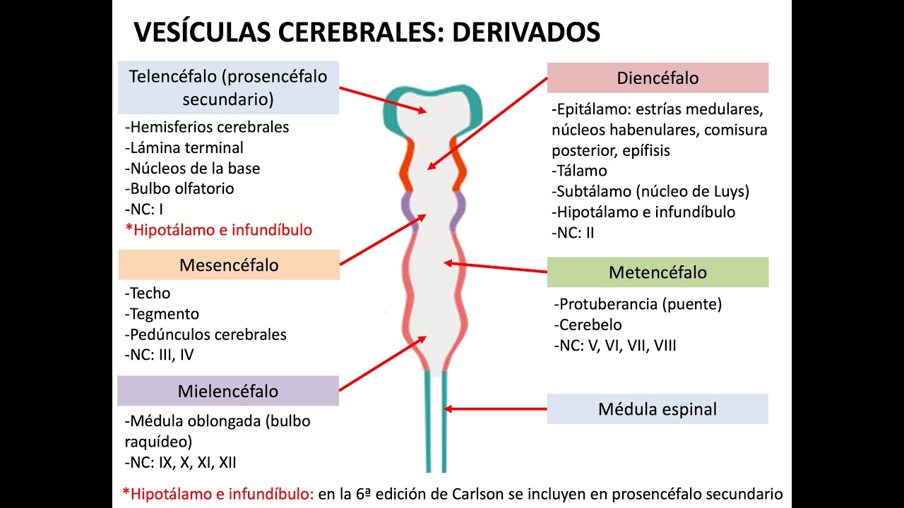 Embriología: sistema nervioso 1 (neurulación, histogénesis y médula espinal)