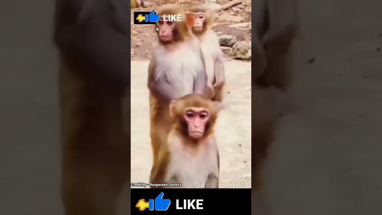 #monkee #monkee #funny