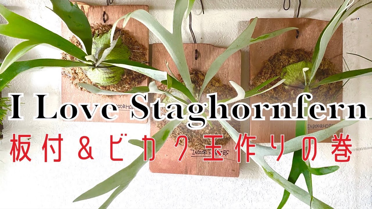 着生材作りから板付そしてビカク玉製作の巻【P veitchii】
