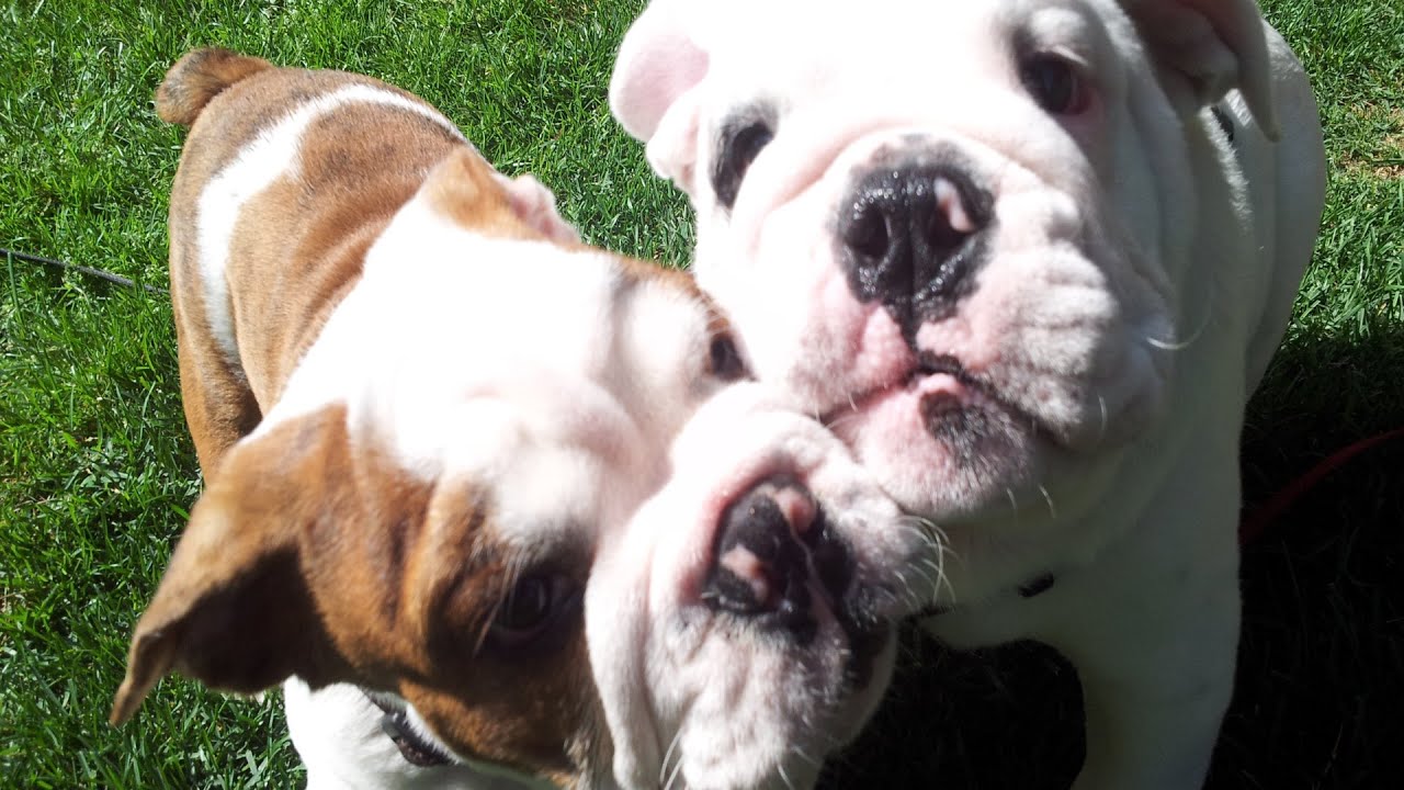 Bentley the Bulldog Puppy Love!