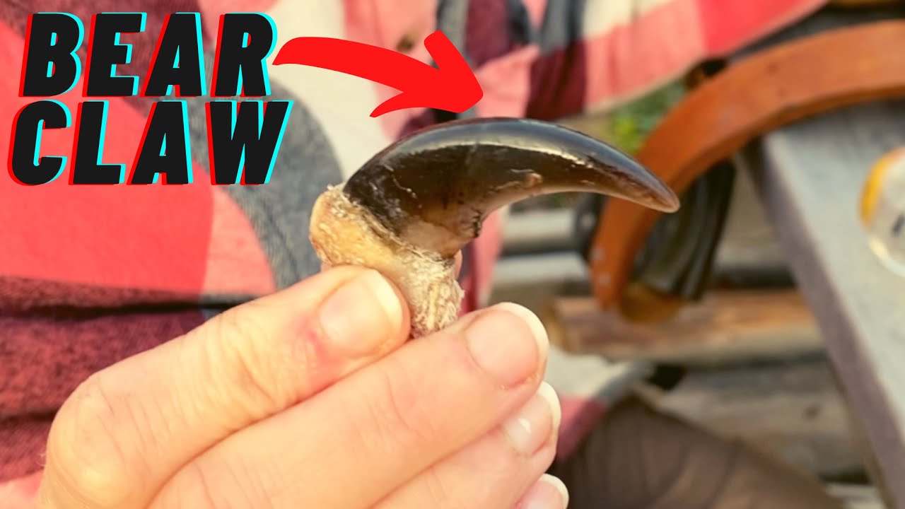 BLACK BEAR CLAW Polishing | DIY Pig Trough | DIY Buck Scrape | Homesteading