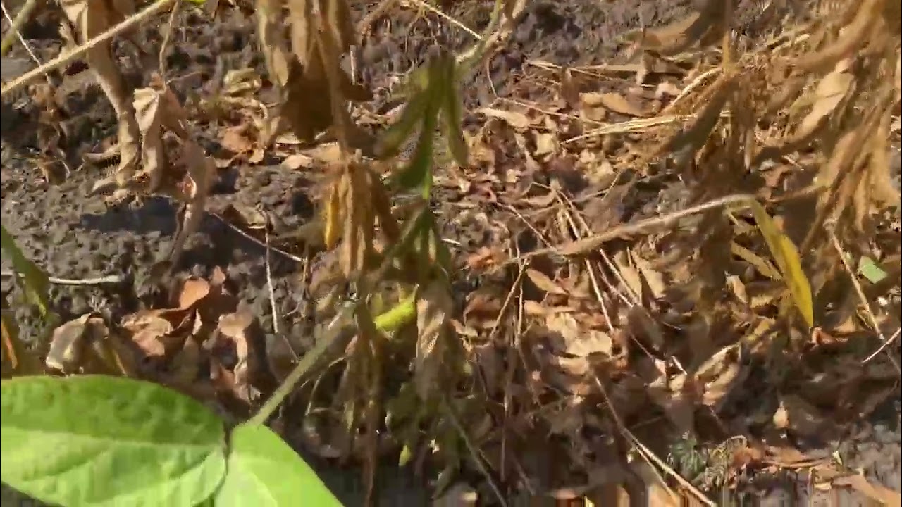 Соя Махоні по NO-Till посів на 70см