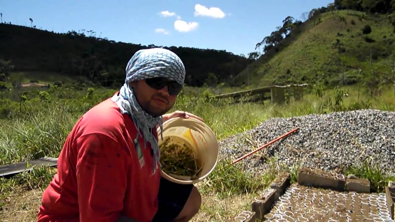 Farmstay in Brazil - Ismael from London, planting Vetiver and telling us how is the farm