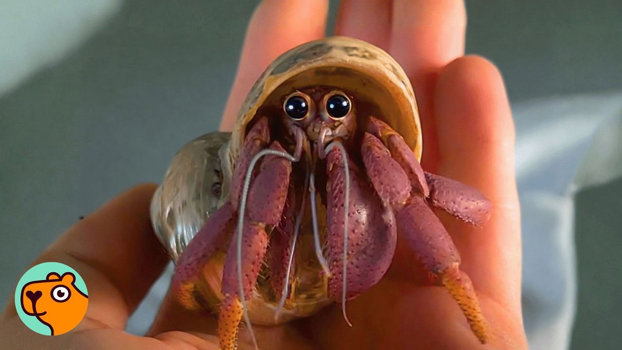 Lady Catches Her Hermit Crabs Partying Every Night | Cuddle Buddies