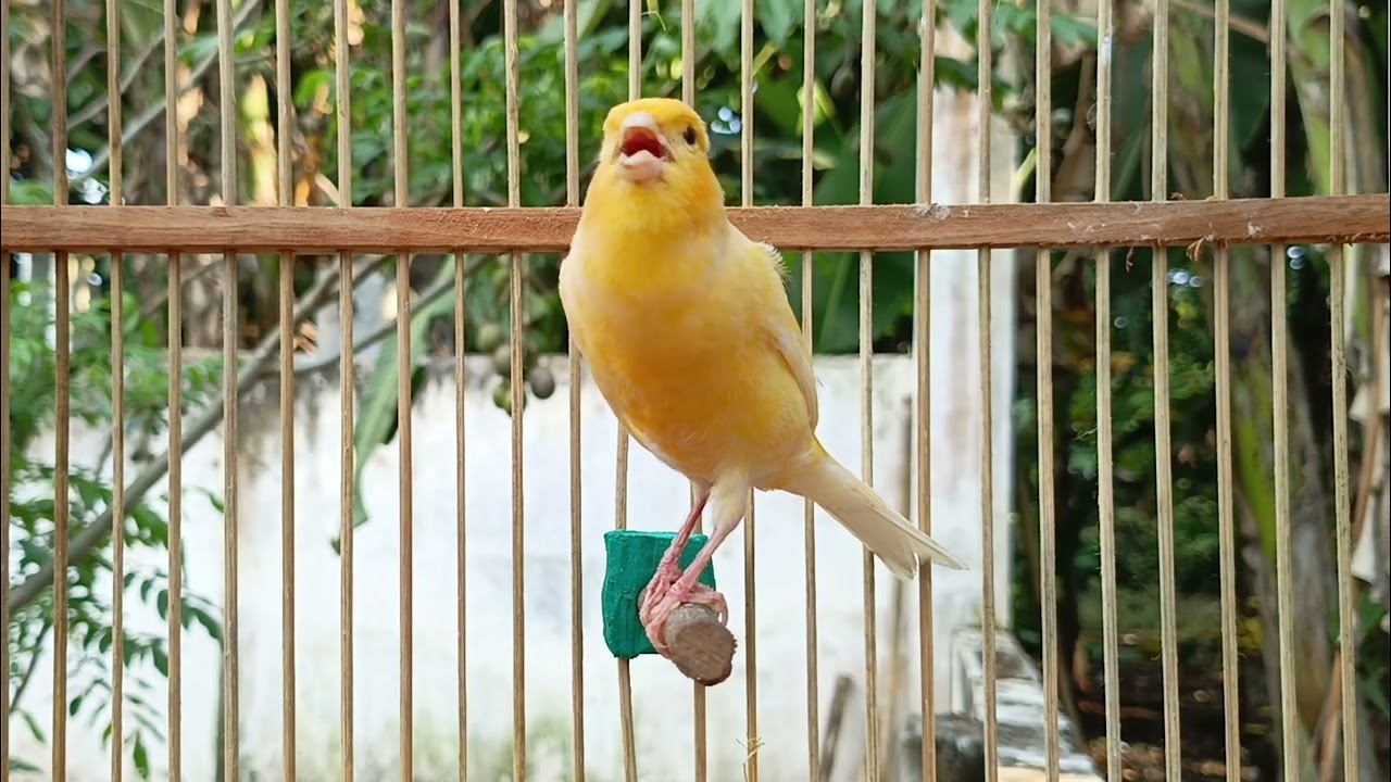best Canary Training Song ! 