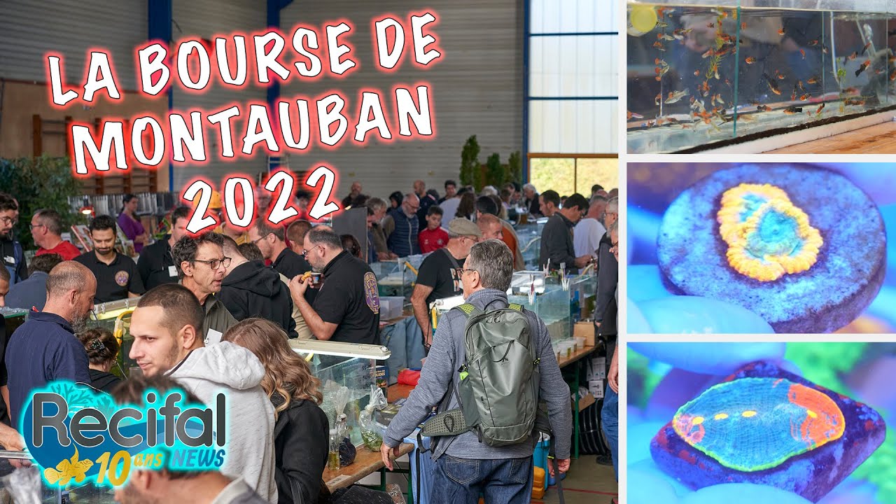 Bourse de Montauban 2022 : des coraux et des rencontres