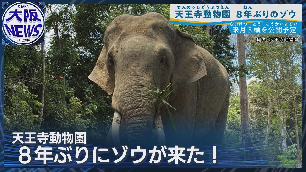【天王寺動物園にゾウが！】「ラニー博子」以来…マレーシアゾウ3頭迎え入れ 一般公開は4月の予定