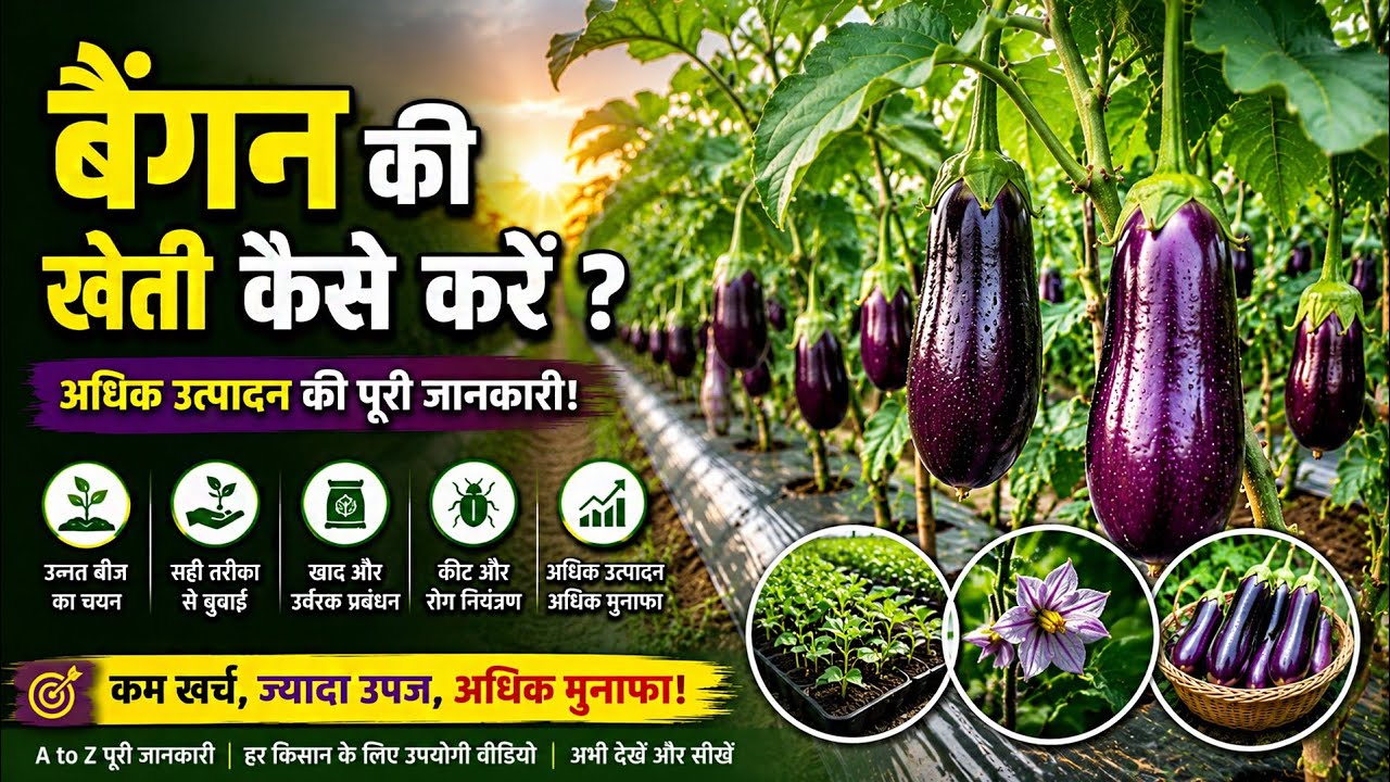 कम लागत में बैंगन की खेती | Began Farming in Hindi | Baingan Ki Kheti