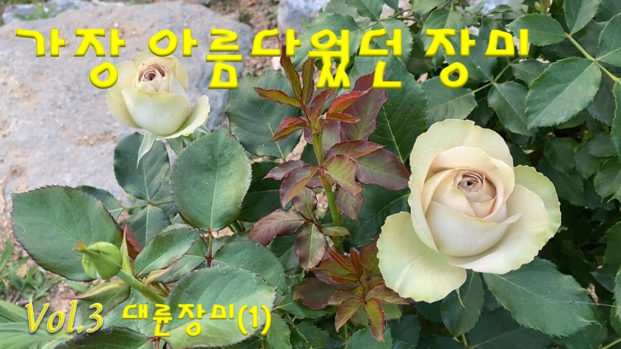 Видеоколлекция «Самые красивые розы» (3) / Роза Даерюн / Винтажная роза / Самая долгоживущая роза