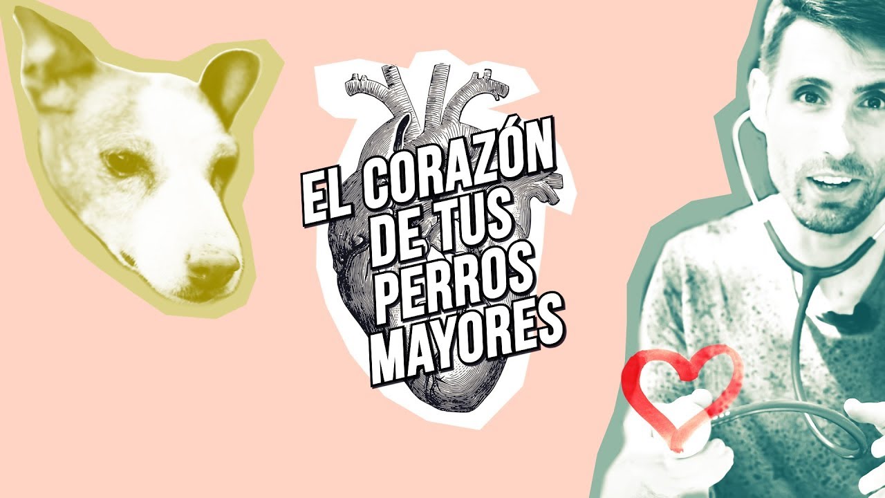 Enfermedad del corazón en perros mayores. 4 síntomas de cardiopatía en tu compañero canino 🐶💓