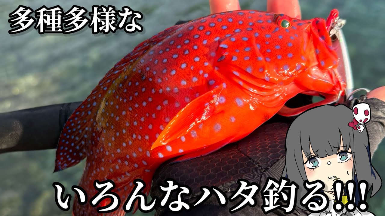 ハタのルアーゲームが楽しすぎるっ!!!!