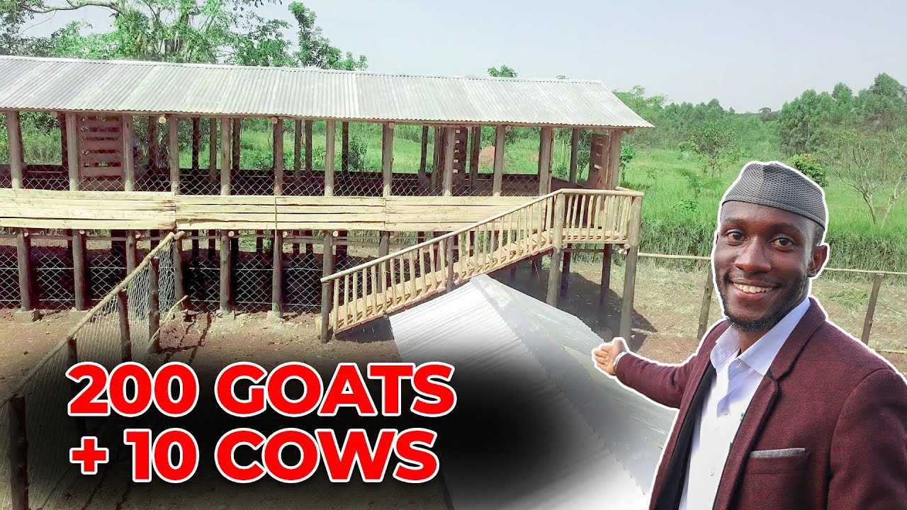 The Ultimate Goat and Cow Farm Setup – A Complete Tour!