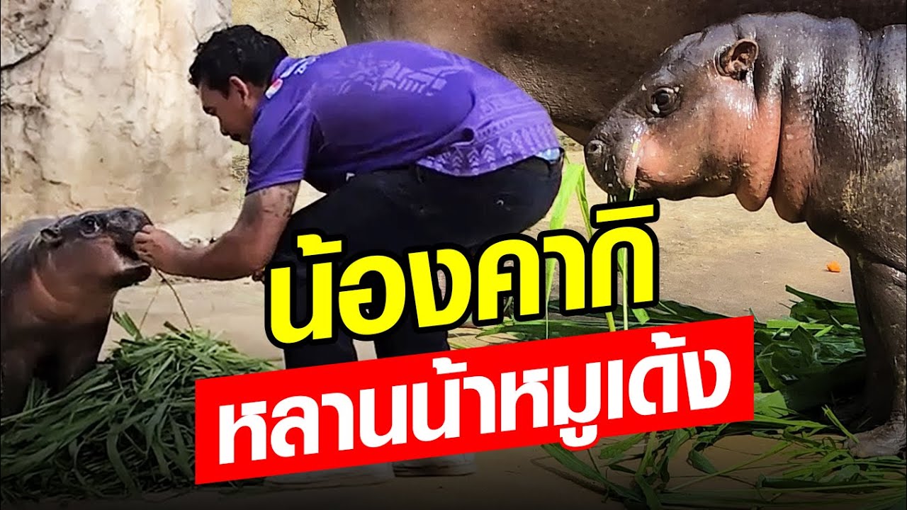 เหมือนอย่างกับฮิปโป! ส่องความน่ารัก น้องคากิ หลานน้าหมูเด้ง แห่งสวนสัตว์อุบลฯ  : Khaosod - ข่าวสด