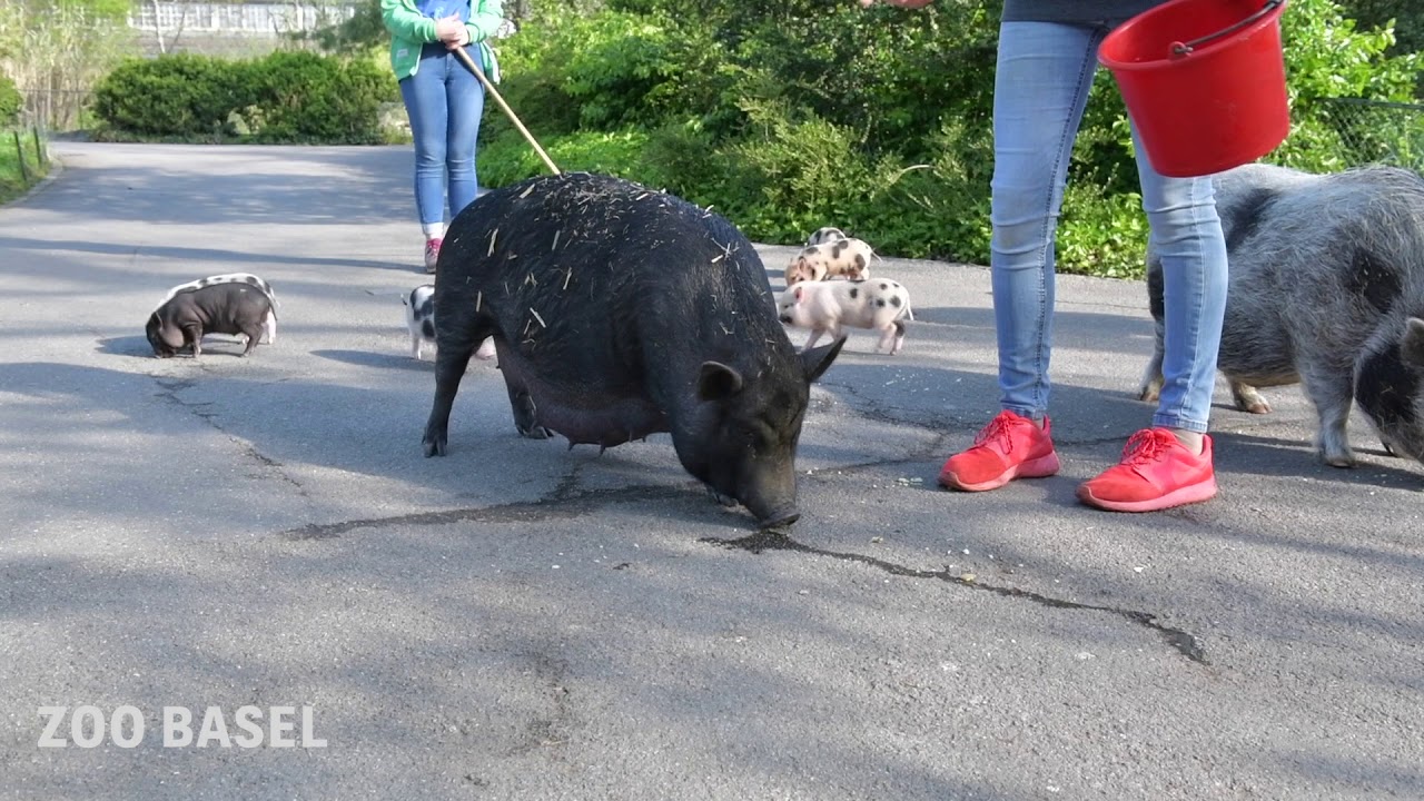Spaziergang der Mini-Schweine