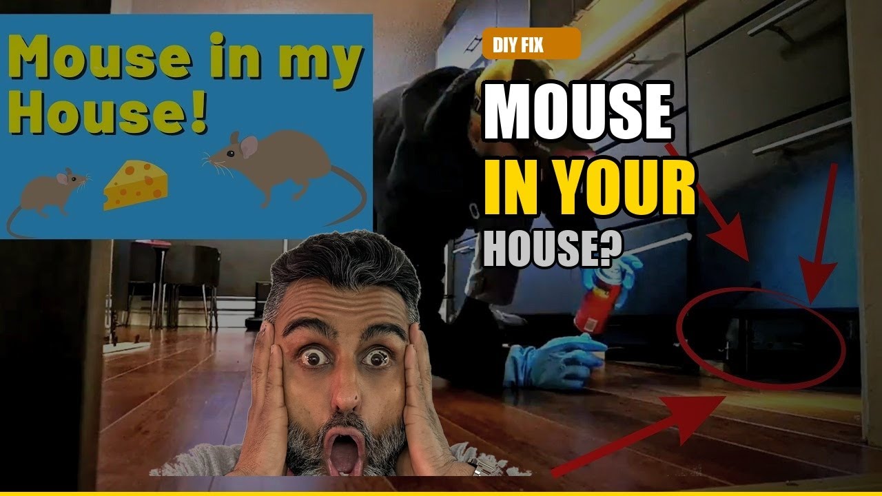 Finding a Mouse Hole and Filling it to keep out mice and other pests