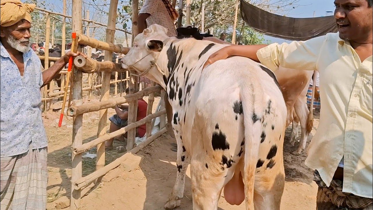 ৬ জানুয়ারি ২০২৫ || মাঝারি সাইজের ফ্রিজিয়ান ষাঁড় গরুর বাজার চান্দাইকোনা হাট থেকে || gorur hat cow 