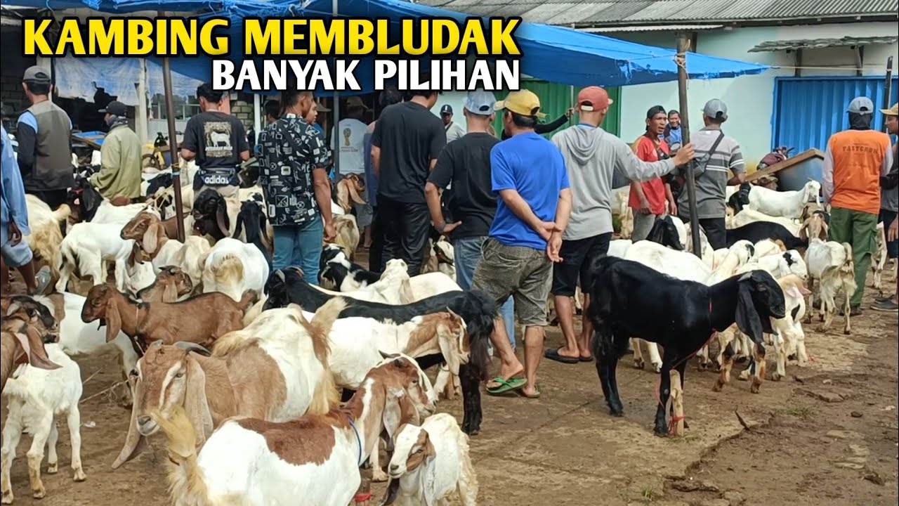 Harga Kambing Terbaru 13 Januari 2026 Di Pasar Sadar Sriwijaya 