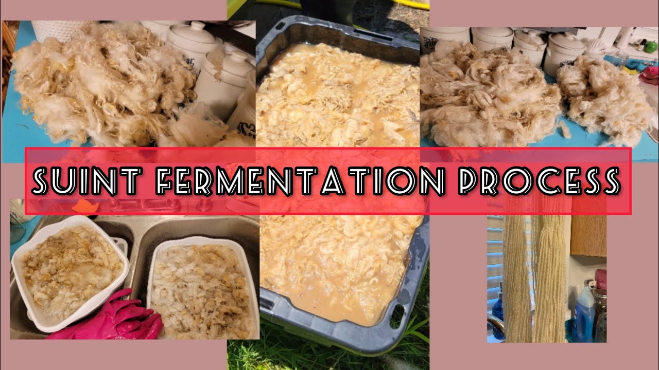 How to Use the Suint Fermentation Method to Clean Fleece | Watch me Work Tutorial