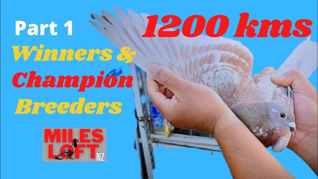 Gusto niyo ba makita ang 1200km winners and breeders ng MILES LOFT NZ / PH - part 1