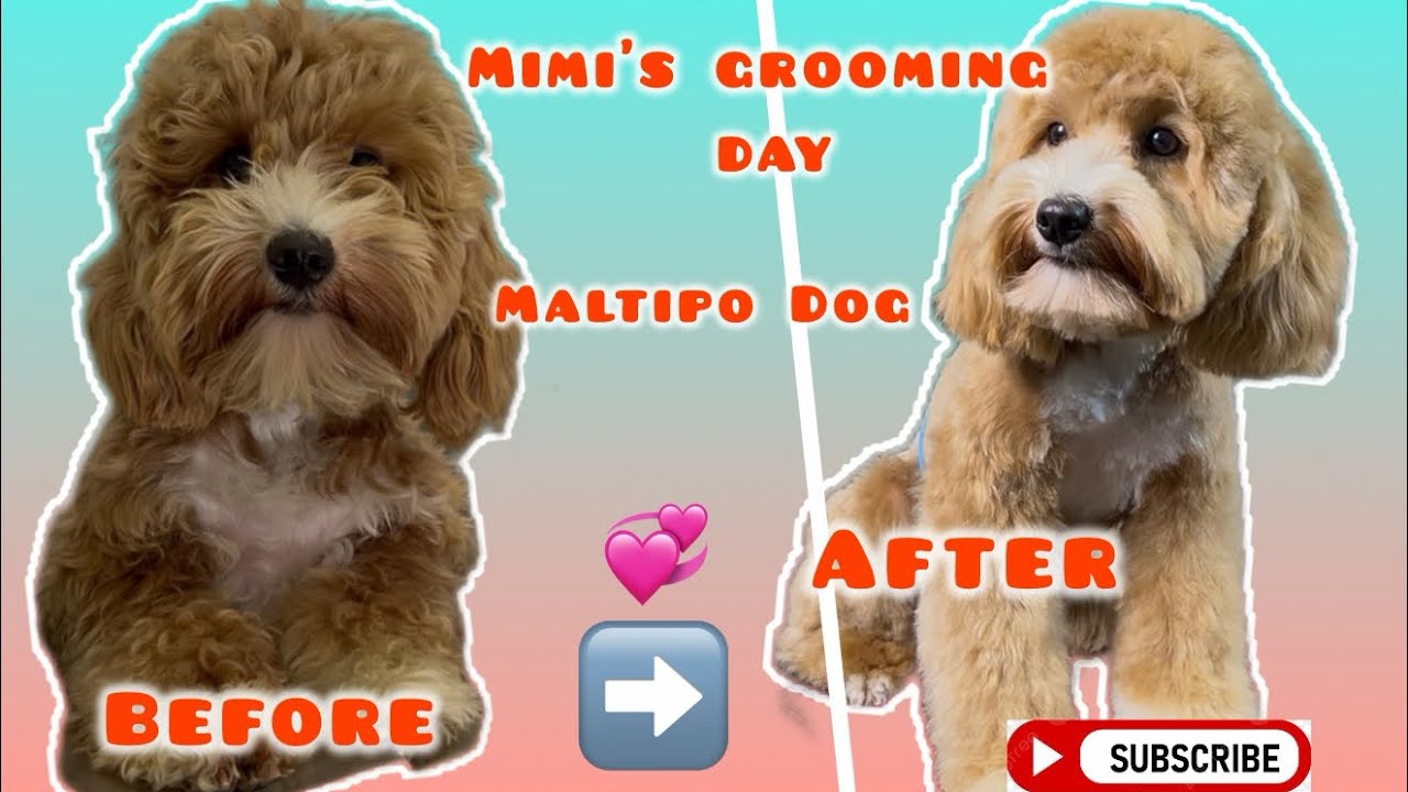 Mimi’s Grooming Day  ✂️🐶 || Saturday Vlog || Maltipo Dog 🐕 