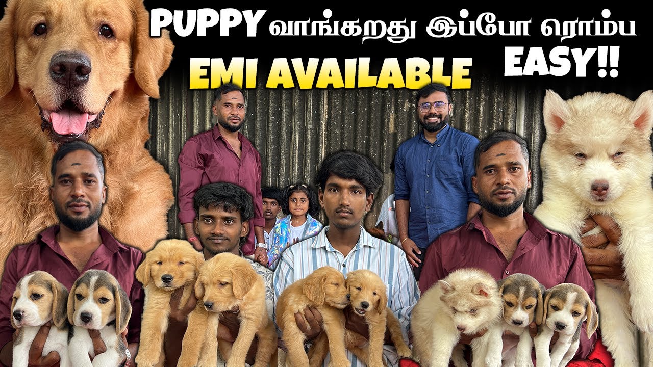 Easy EMI Offer Now Buy Puppy Easy Option | Coimbatore Yuva Kennel