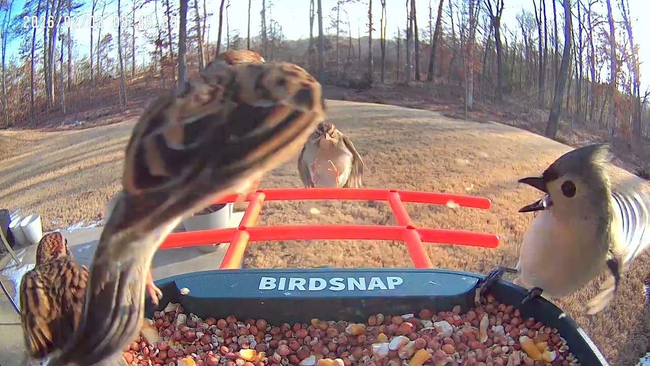 BIRDS! Brawling over the best seeds