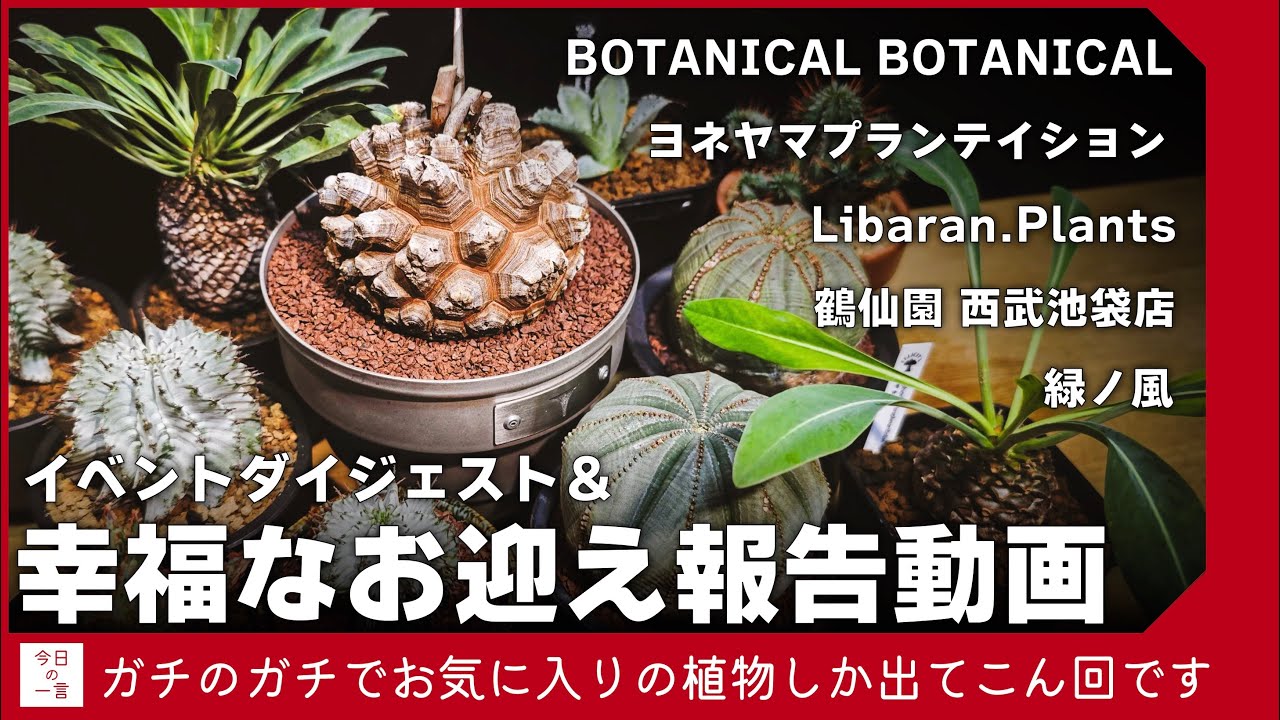 最近お迎えした植物たちがお気に入りばかりなのでイベント・ショップと一緒に紹介したい【アガベ・塊根・多肉】