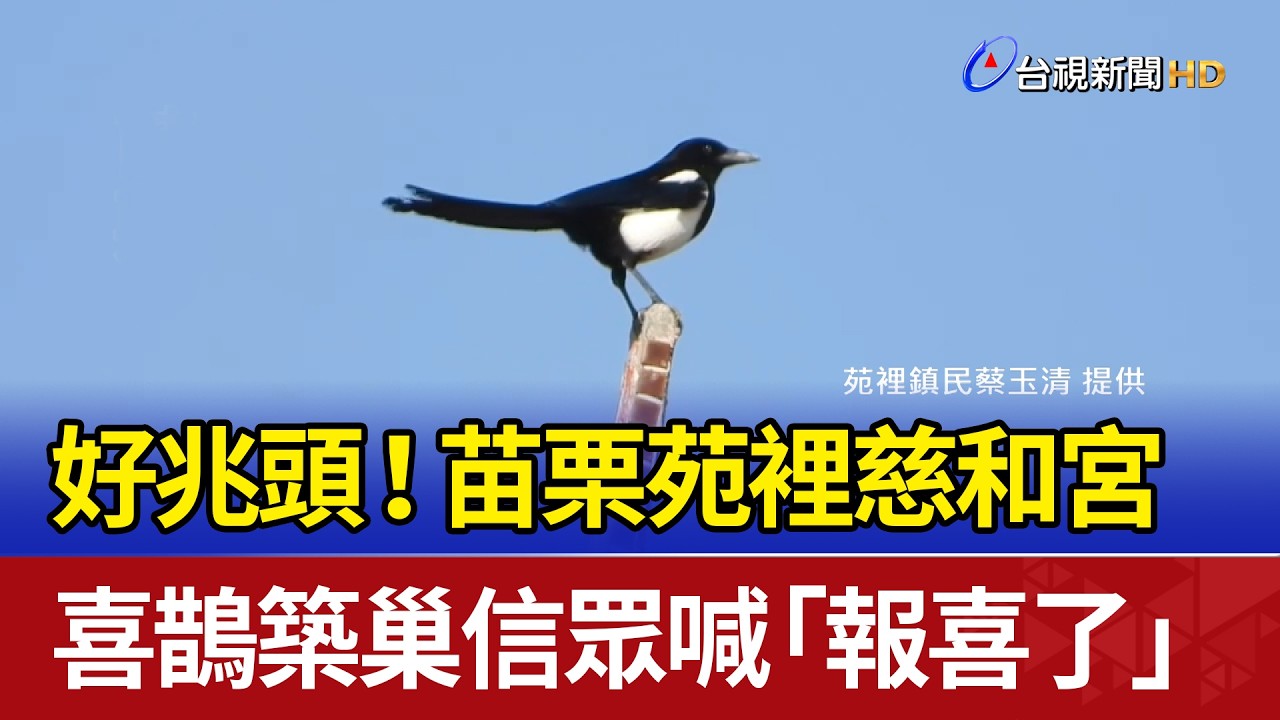 好兆頭！苗栗苑裡慈和宮 喜鵲築巢信眾喊「報喜了」