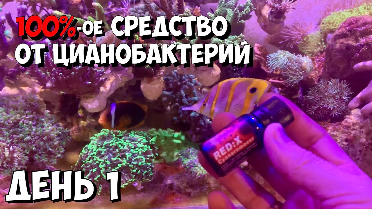 100%-ое средство от цианобактерий в морском аквариуме | День 1