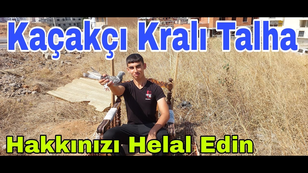 Kaçakçı Kralı Talha. Hakkınızı Helal Edin Artık. Çayırova Taklacı Güvercin.