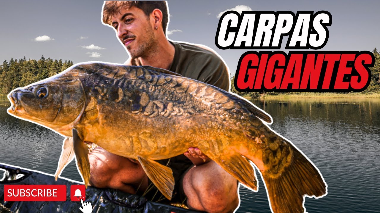 Pescando GRANDES CARPAS En Poco Tiempo | CARPFISHING