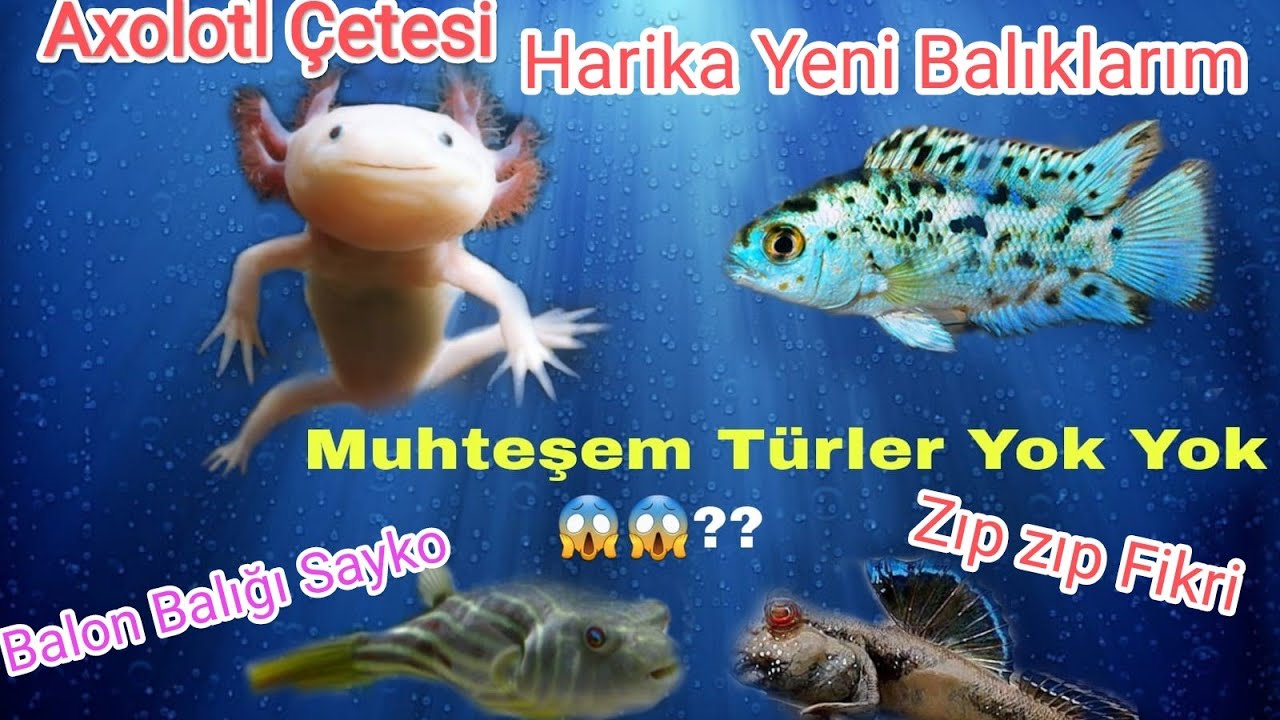 Aleyna Akvaryumdan Electiric Blue jack Damsey Aldım.Yeni Türler Ekledim.Axoltl Çetesinin son Durumu.