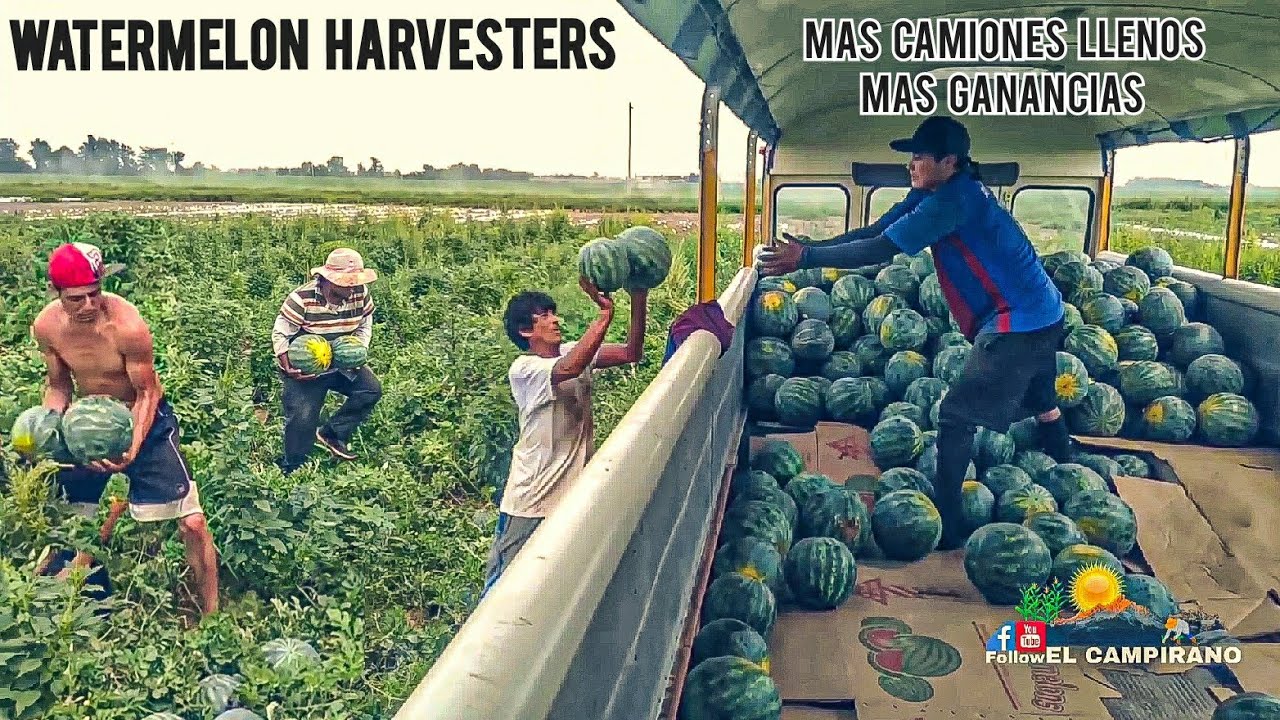 HARVESTING WATERMELONS IN THE USA FARMS - COSECHA DE SANDIAS