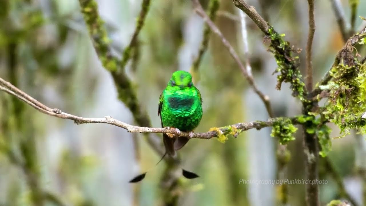 Rufous-booted racket-tail (Ocreatus addae)