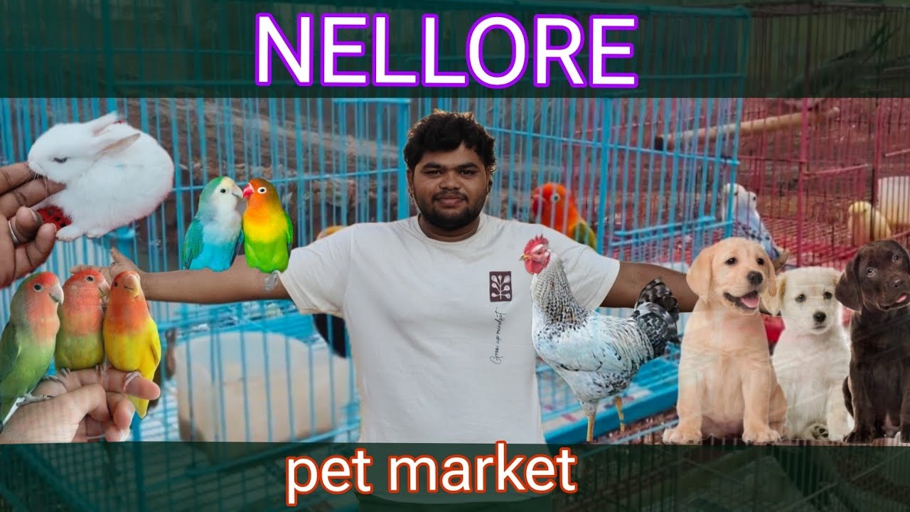 NELLORE PET MARKET STARTING JUST FOR 500😮#video # pets #funny #NELLORE #video #S ALL VLOGS