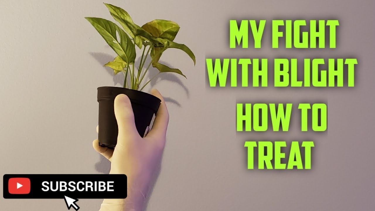 My Fight With Blight | A Houseplant Collectors Worst Nightmare