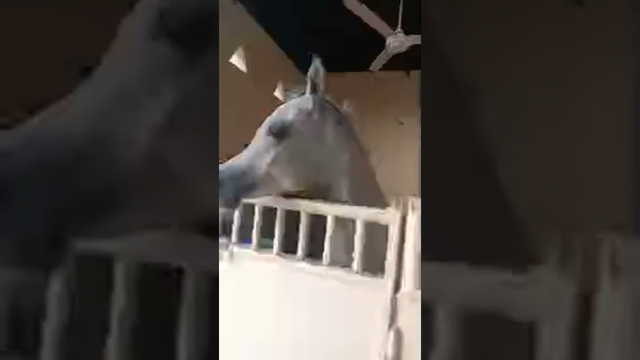 Ms veterinaria cirurgia e cl&iacute;nica de equinos est&aacute; ao vivo! Fim de tarde na Ar&aacute;bia Saudita