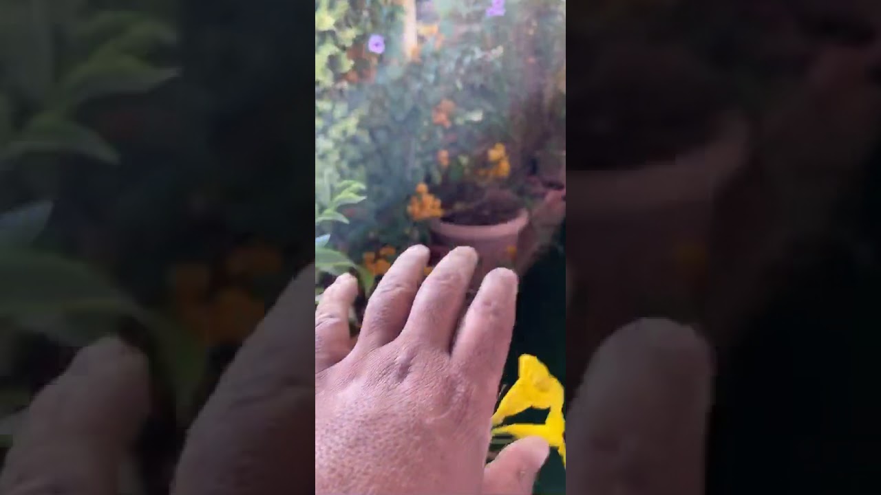 نباتات الاحواض والعناية بها
