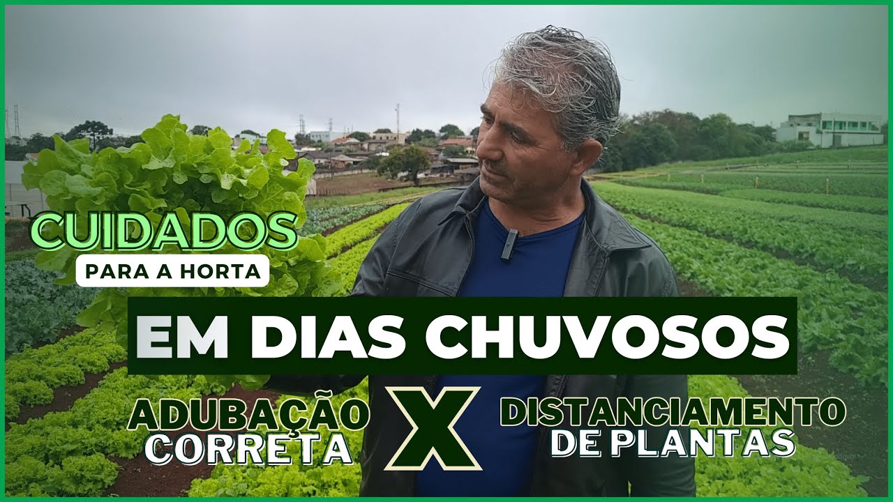 CUIDADOS COM A CHUVA! COMO FAZER  MANEJO E DICAS DE ADUBA&Ccedil;&Atilde;O E DISTANCIAMENTO DE PLANTA