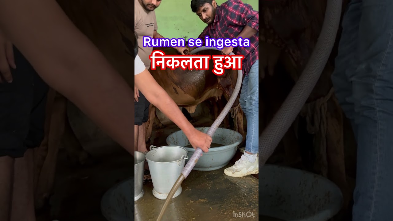 Impaction of rumen l Draining of ingesta l dr Umar khan ￼