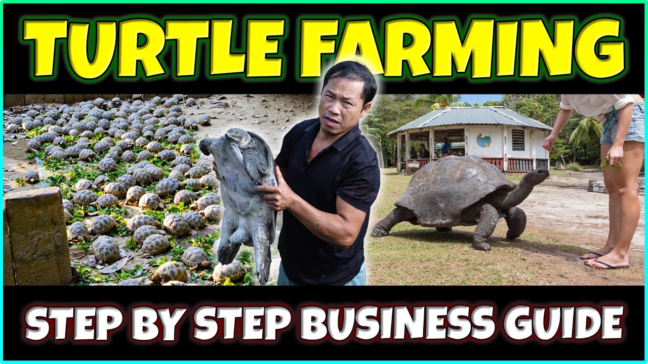 Turtle farming | Tortoise Farming Business Guide