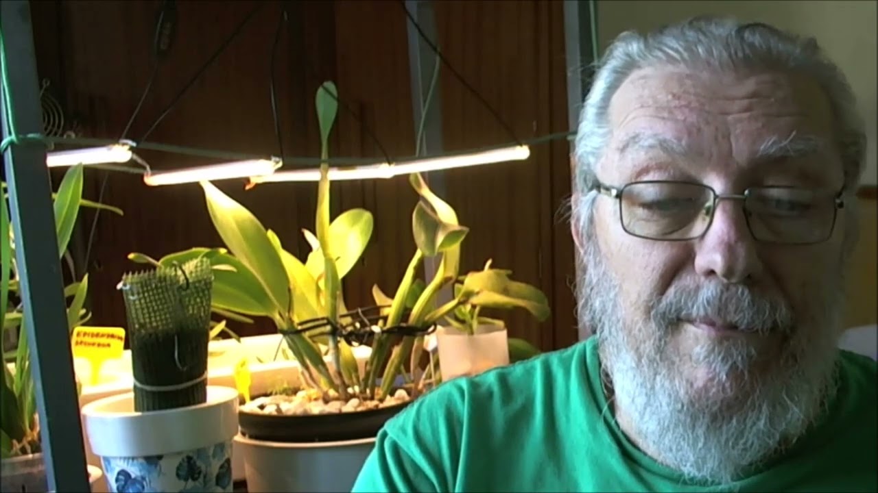 El viento y las orquídeas
