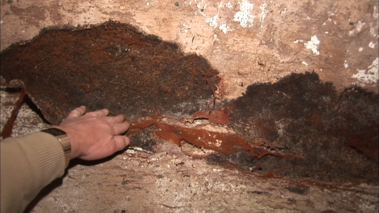 La mérule, la dévoreuse de maison