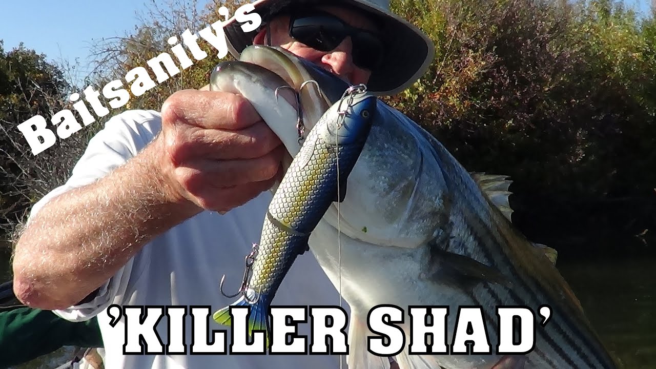 GLIDING INTO FALL ... DELTA STRIPERS!