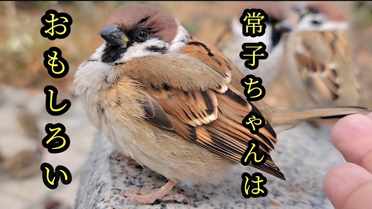 たくさん撫で撫でしました　【すずめ日記】